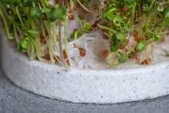 Anzuchtschale für Microgreens