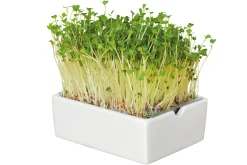 Anzuchtset Microgreens