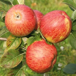 Apfel für Allergiker