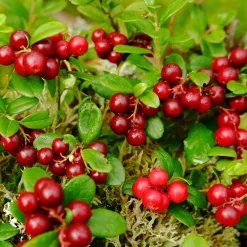Beerenstrauch Preiselbeere ’Red Pearl‘