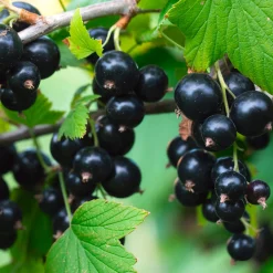 Beerenstrauch Schwarze Johannisbeere 'Noir de Bourgogne'