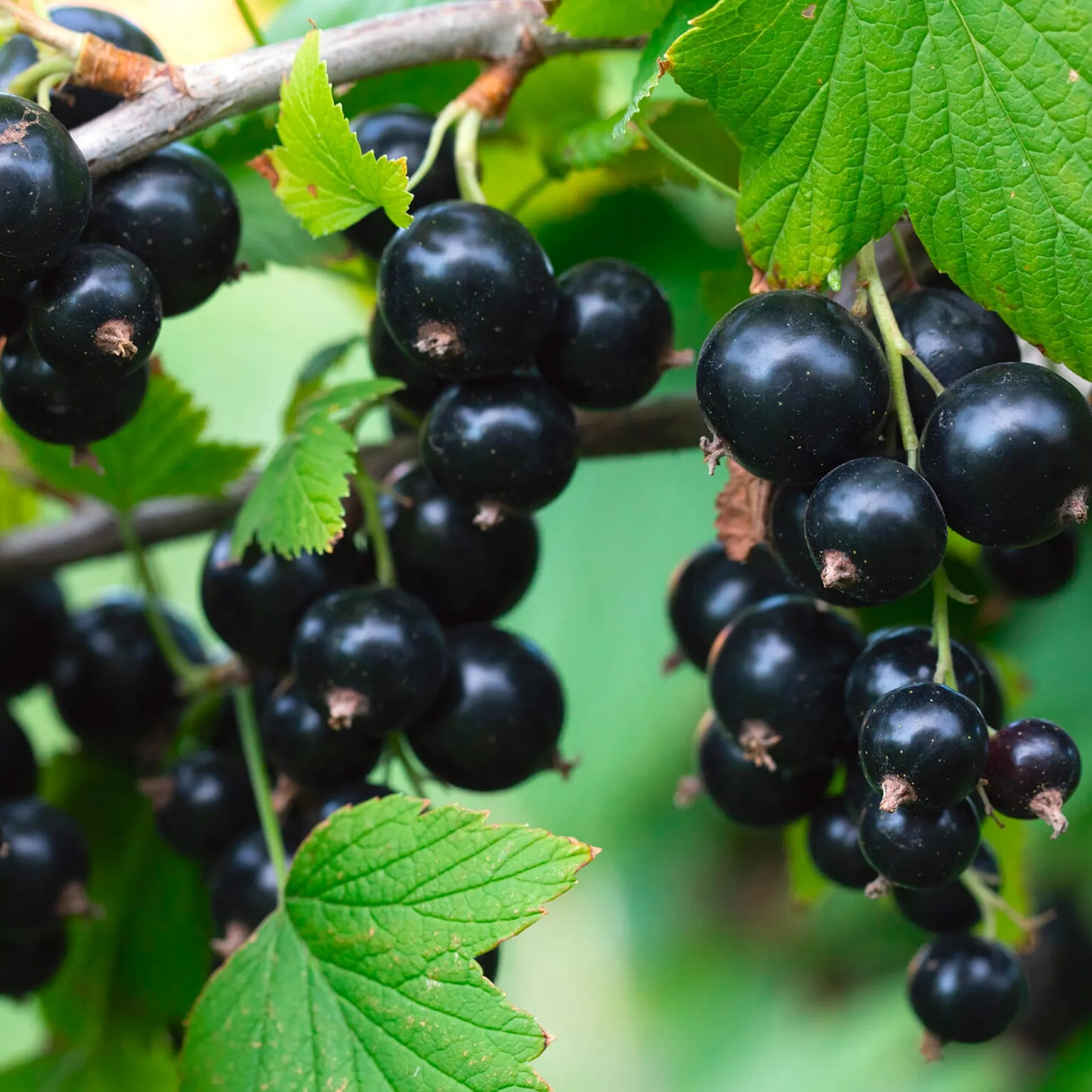 Beerenstrauch Schwarze Johannisbeere 'Noir de Bourgogne'