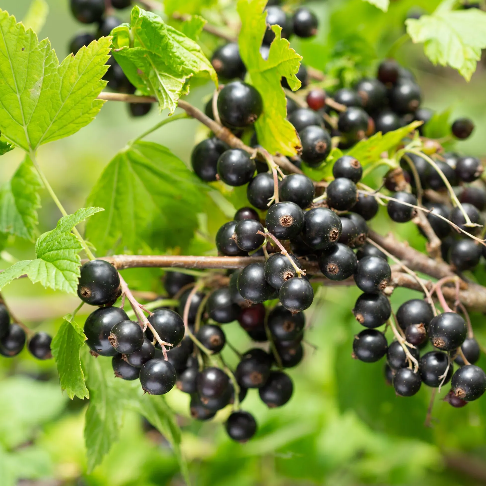 Beerenstrauch Schwarze Johannisbeere 'Hedda'