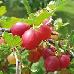 Beerenstrauch Stachelbeere 'Captivator'