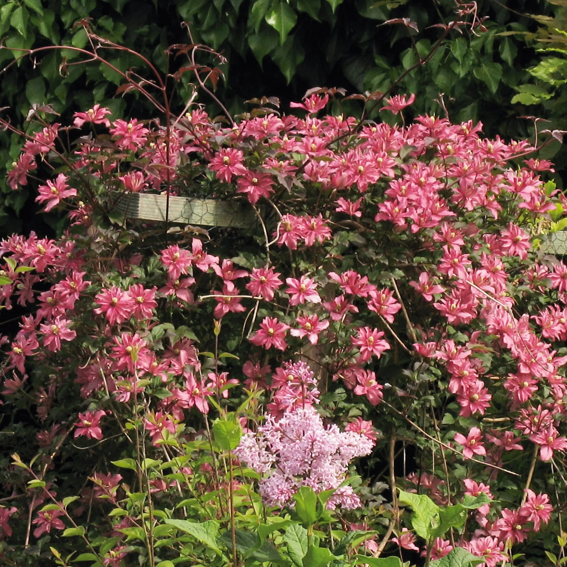Bergwaldrebe 'Broughton Star'