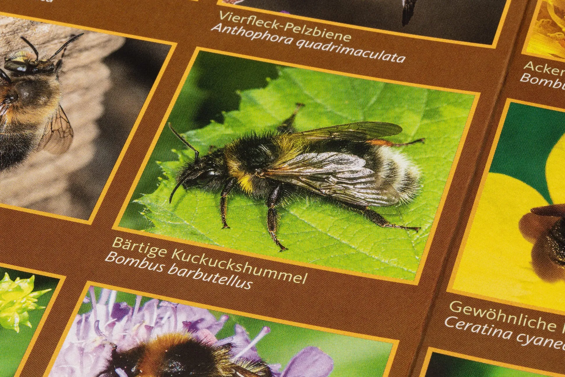 Bestimmungskarten Insekten (3 Stück)