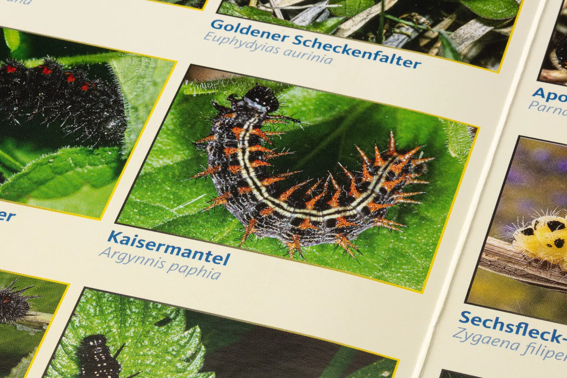 Bestimmungskarten Insekten (3 Stück)