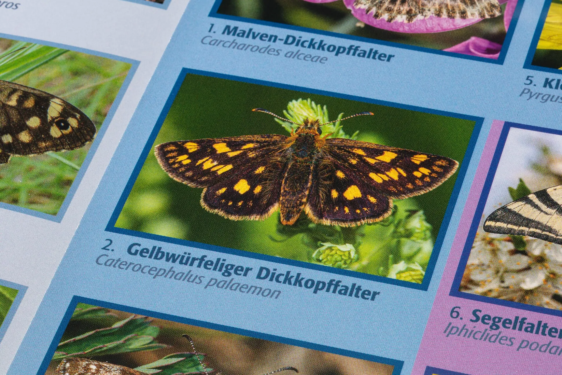 Bestimmungskarten Insekten (3 Stück)