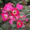 Bienenrose 'Bee Lovely'