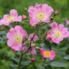 Bienenrose Japanische Wildrose