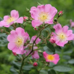 Bienenrose Japanische Wildrose