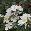 Bienenrose 'Musquée sans Soucis'®