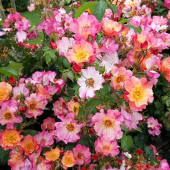 Bienenrose ’Pretty Sunrise‘®