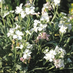 Blumensamen Ausgewählte Levkojen