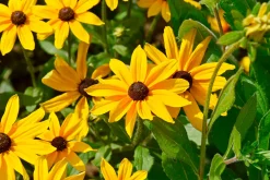 Blumensamen für trockene heiße Plätze