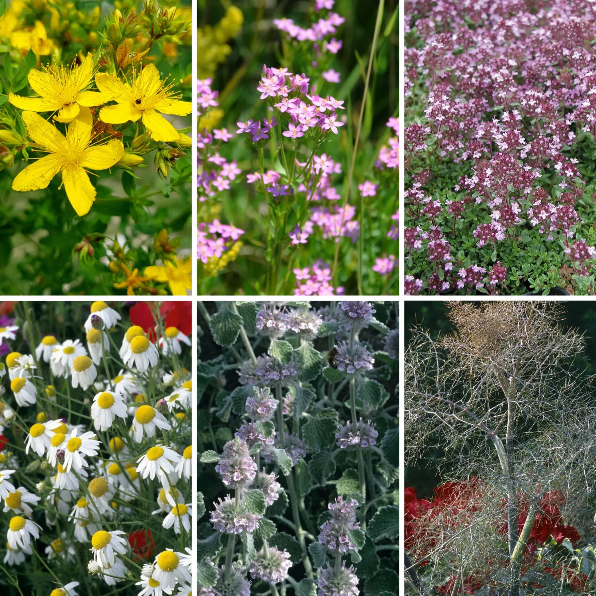 Blumensamen Heilpflanzen für die Hausapotheke