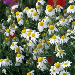 Blumensamen Heilpflanzen für die Hausapotheke