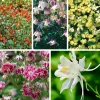 Blumensamen Historische Akeleien