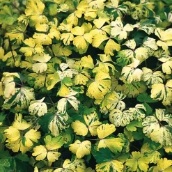 Blumensamen Historische Akeleien