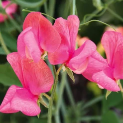 Blumensamen Historische Duftwicken