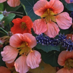 Blumensamen Historische Kapuzinerkresse