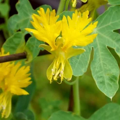 Blumensamen Historische Kapuzinerkresse