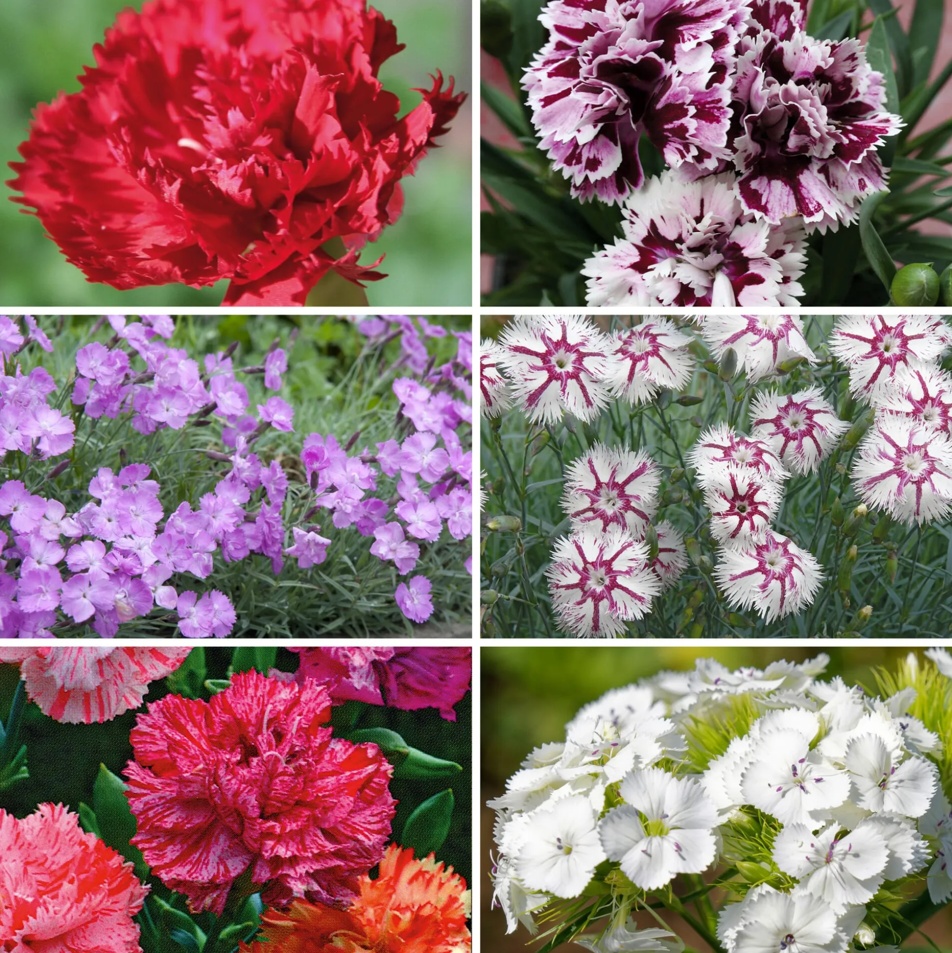 Blumensamen Historische Nelken