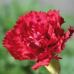 Blumensamen Historische Nelken