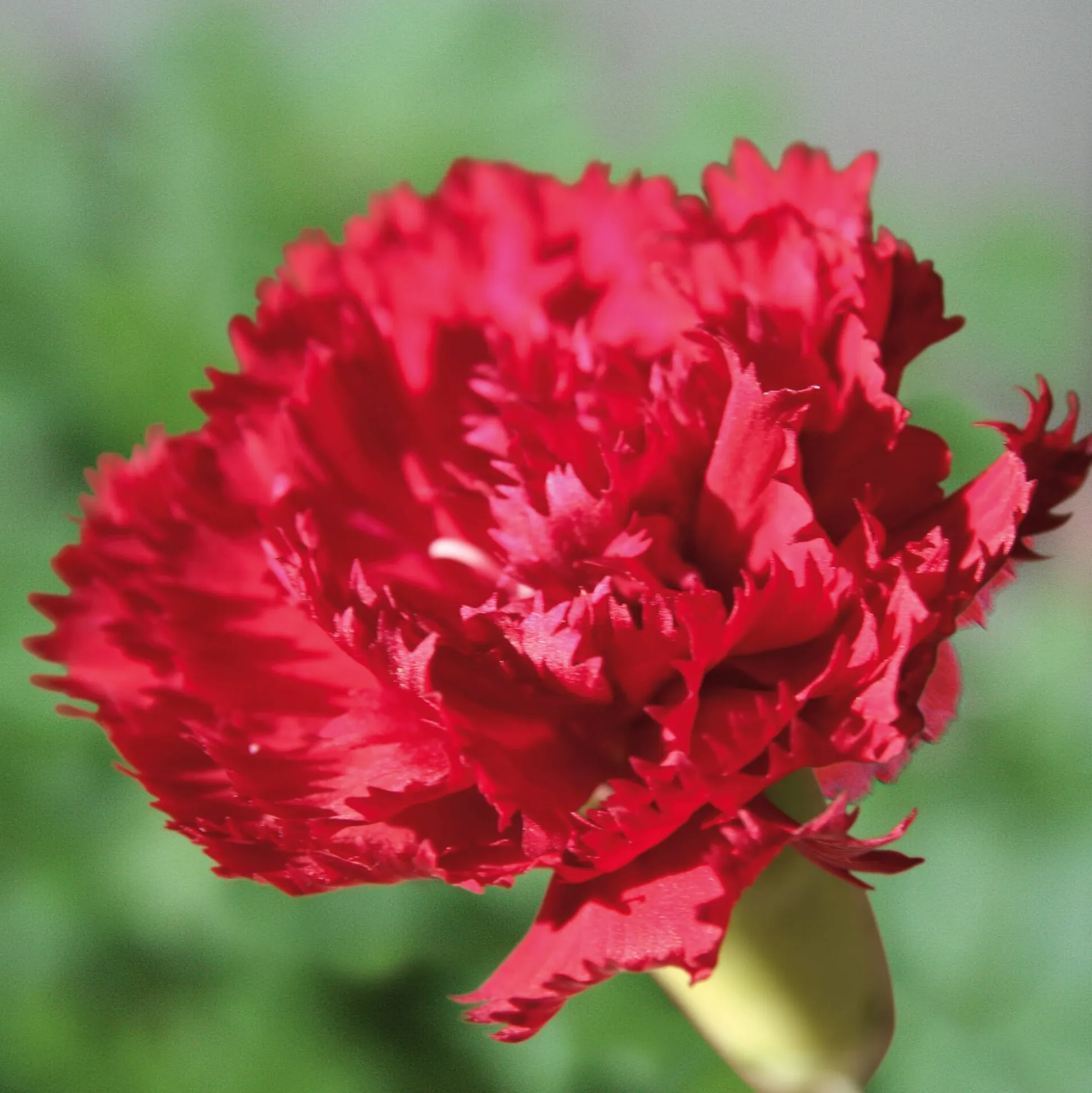 Blumensamen Historische Nelken