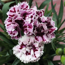 Blumensamen Historische Nelken