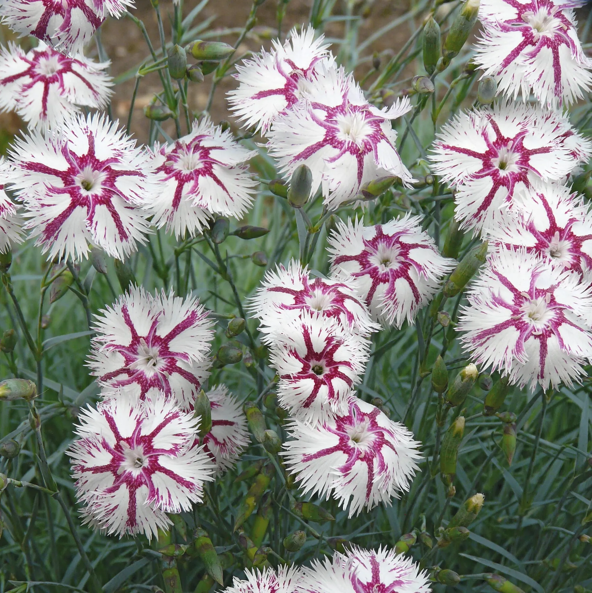 Blumensamen Historische Nelken