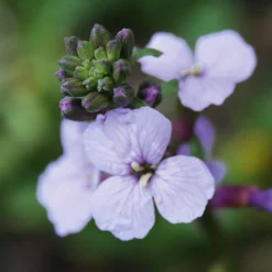 Blumensamen Historischer Goldlack