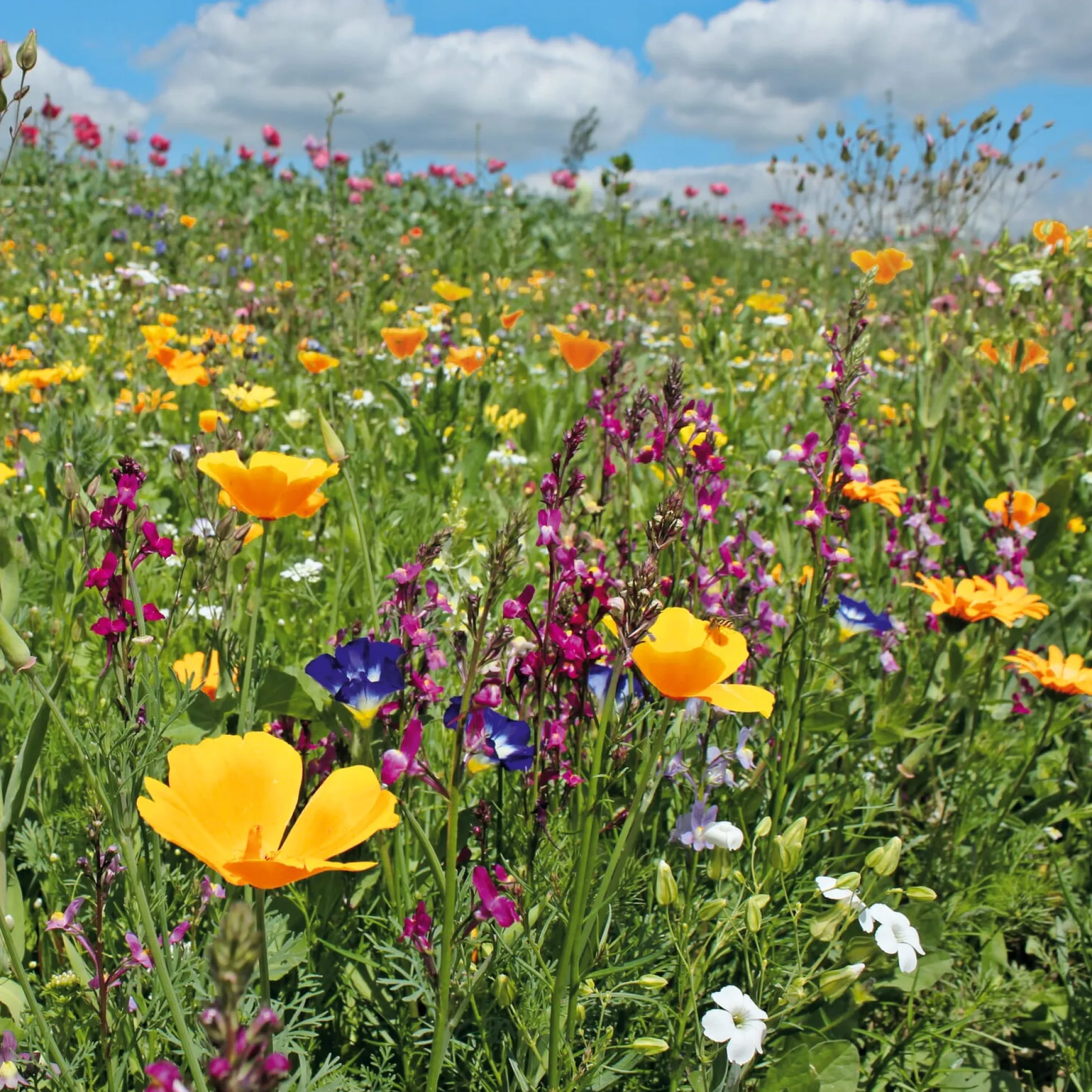 Blumensamenmischung für Bienen und Schmetterlinge im Siedlungsbereich