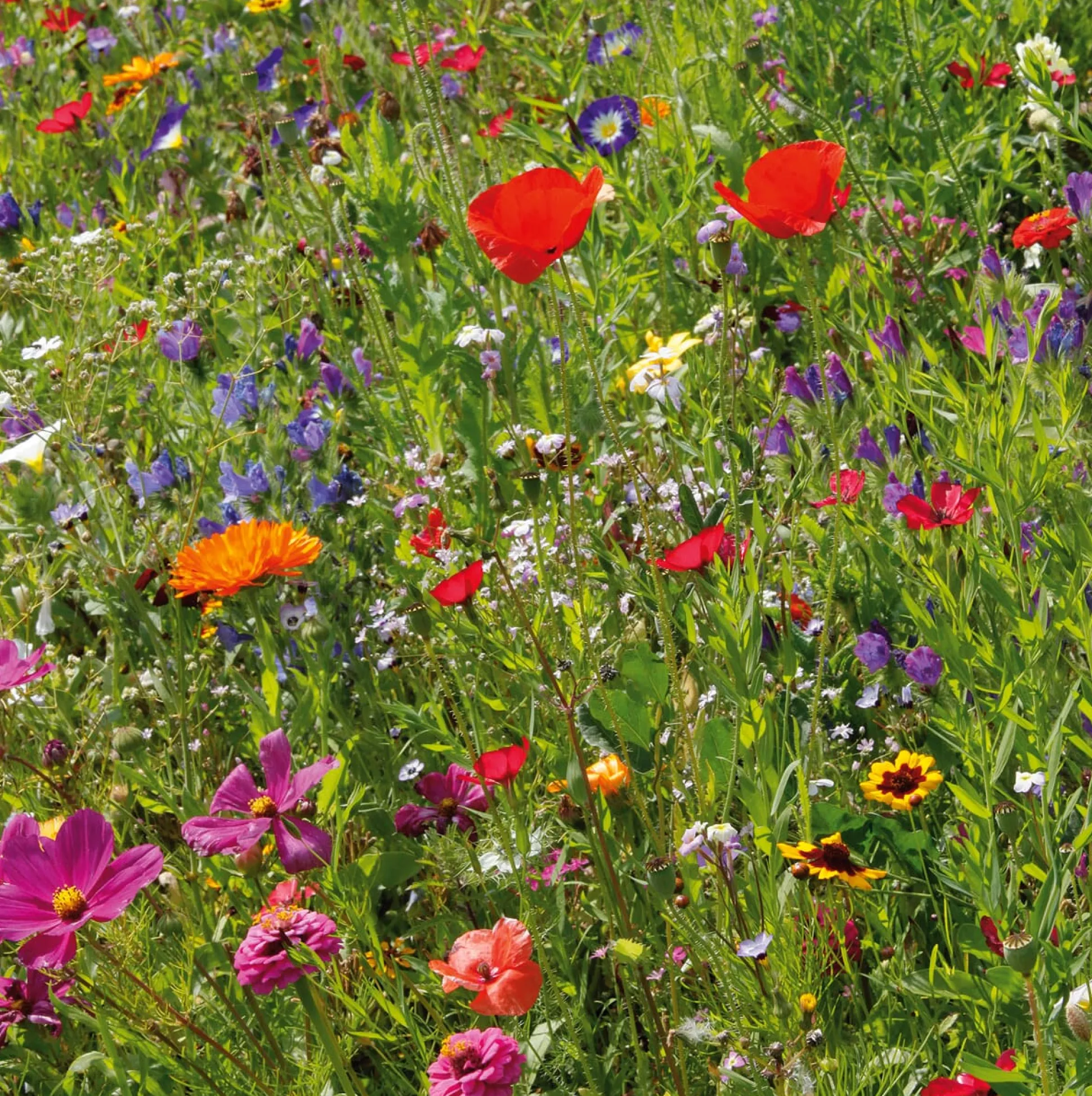 Blumensamenmischung Gönninger Sommerpracht