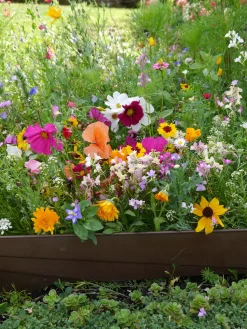 Blumensamen Mössinger Balkonkastenmischung