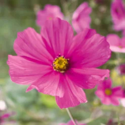 Blumensamen Samenkugeln