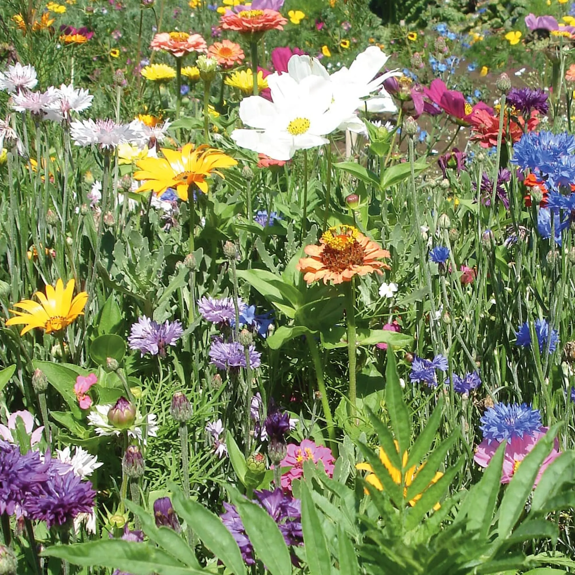 Blumensamen Samenkugeln