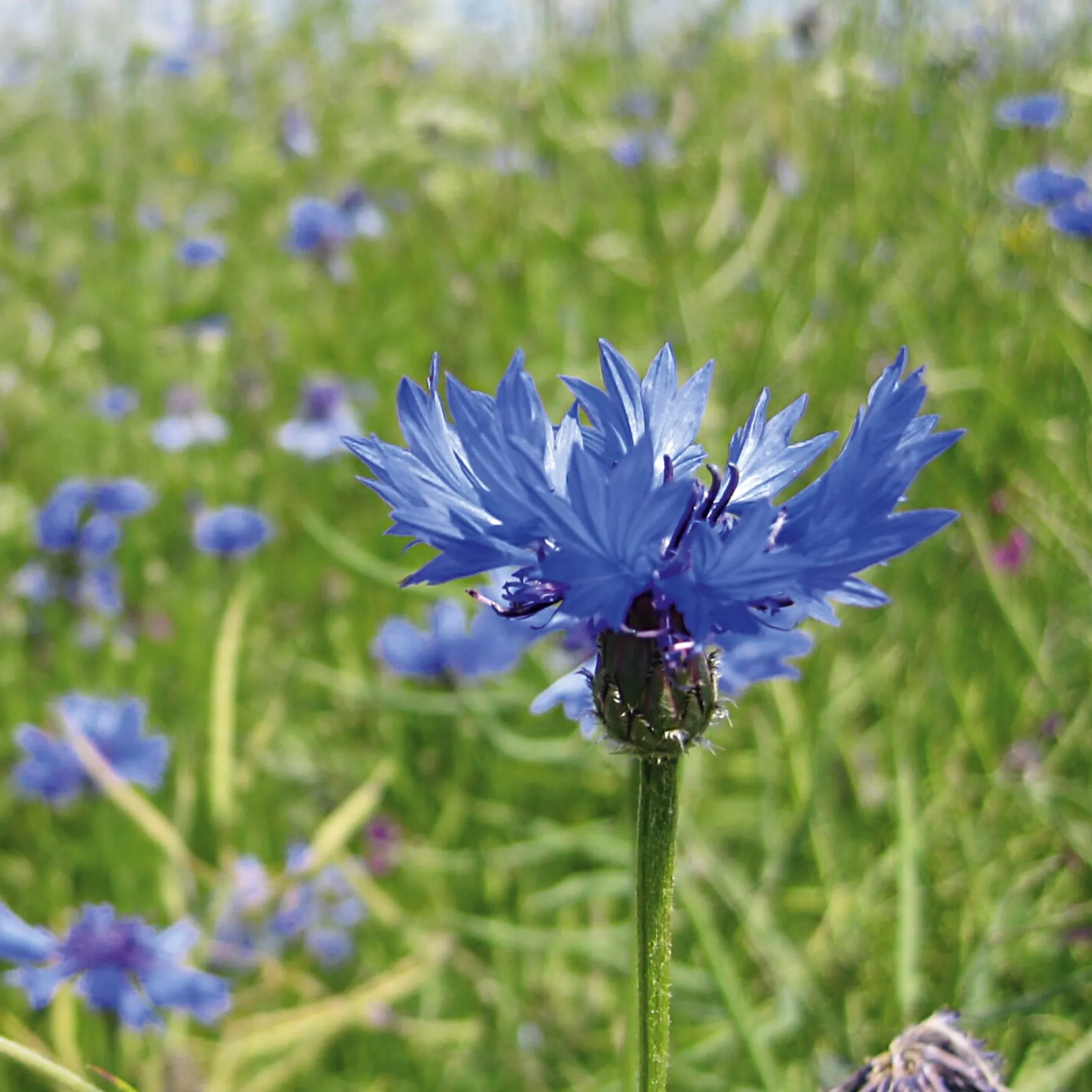 Blumensamen Samenkugeln