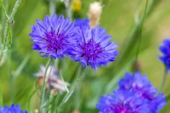 Blumensamen Schnittblumen aus dem eigenen Garten