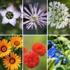Blumensamen Seltene einjährige Blumen