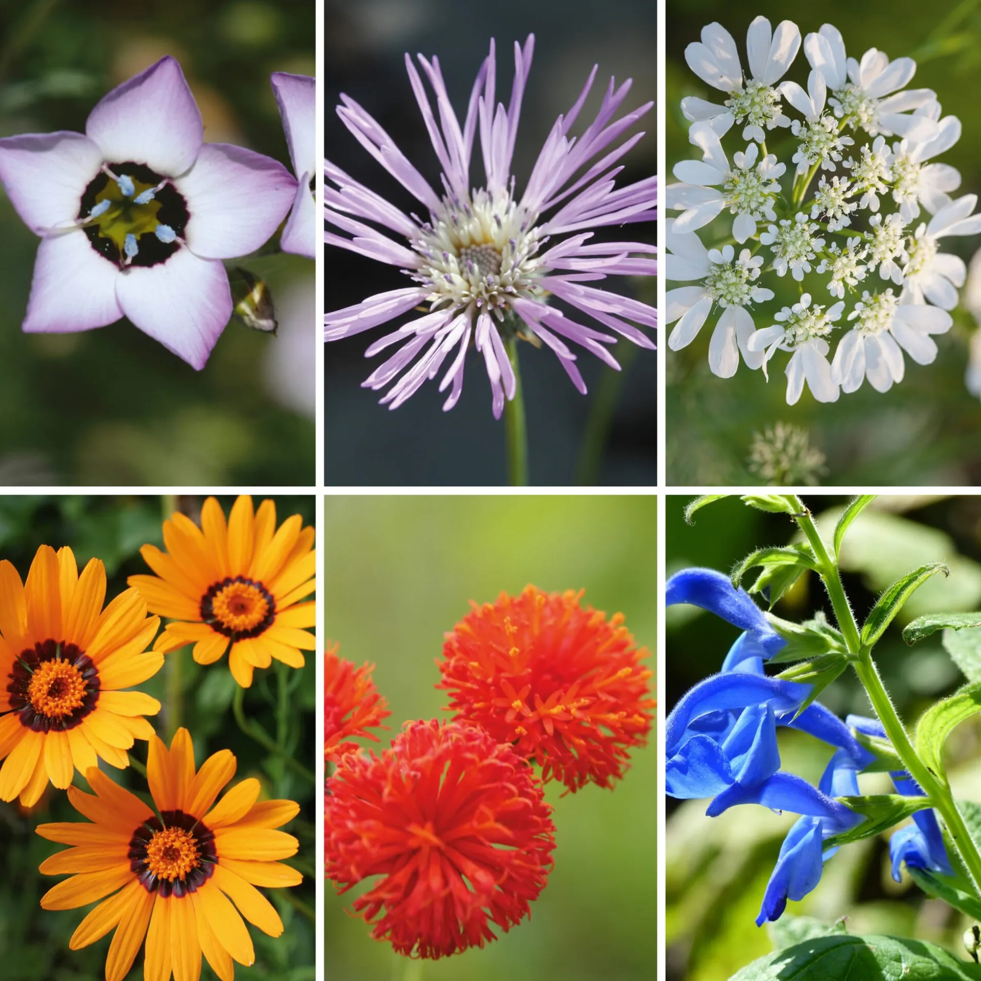 Blumensamen Seltene einjährige Blumen