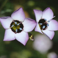 Blumensamen Seltene einjährige Blumen