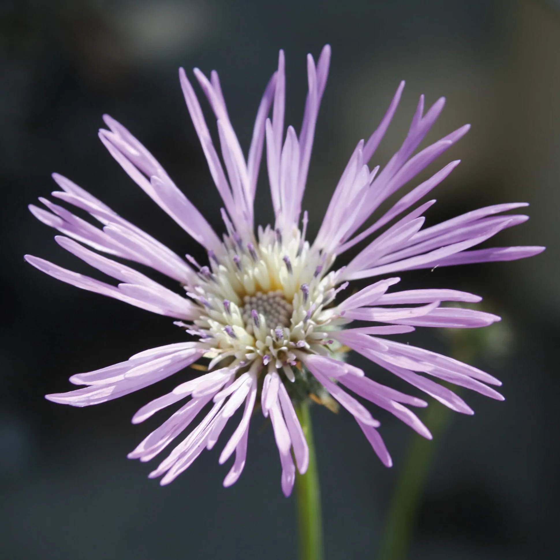 Blumensamen Seltene einjährige Blumen