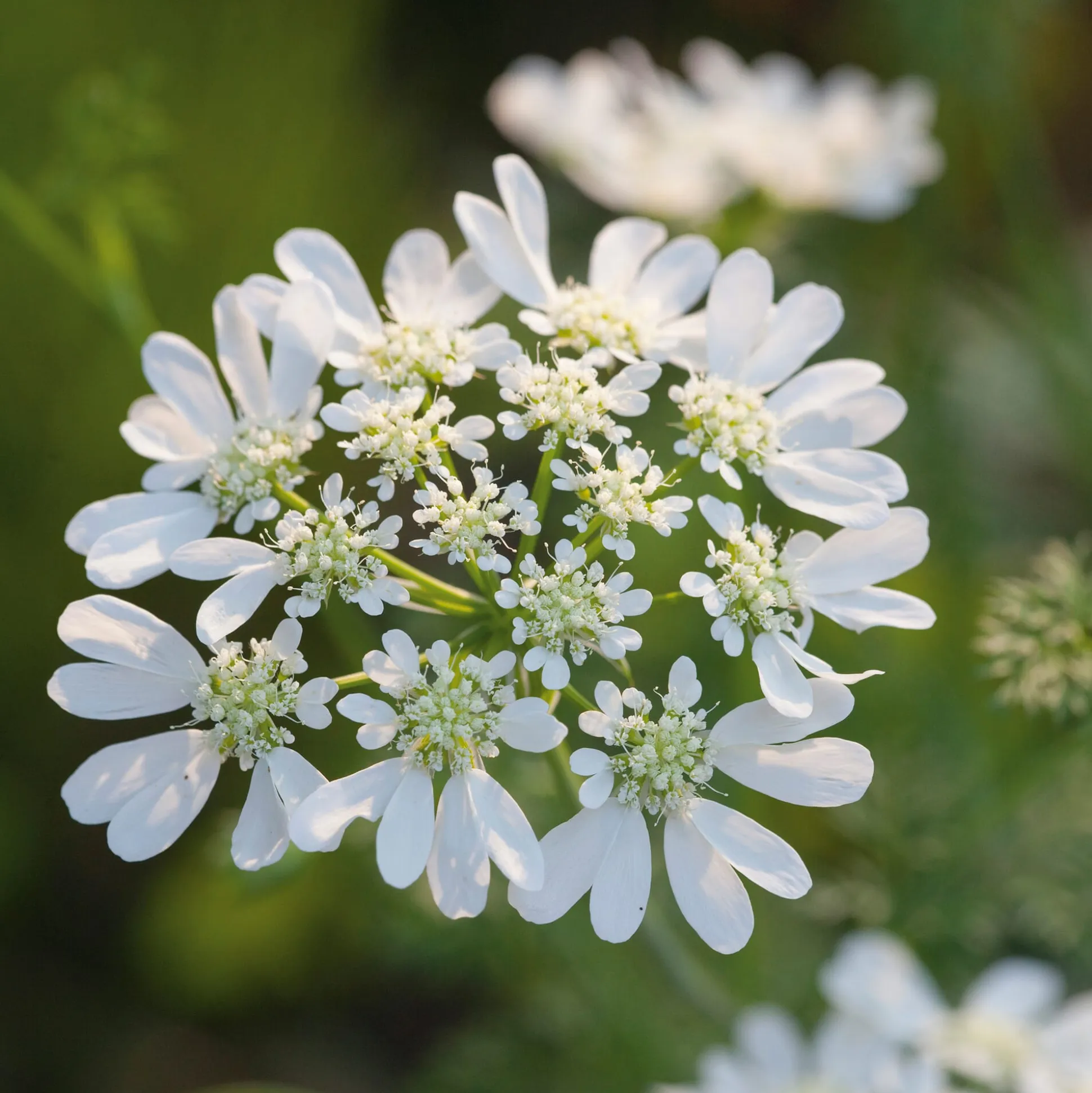 Blumensamen Seltene einjährige Blumen