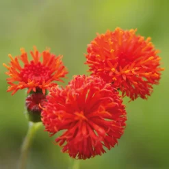 Blumensamen Seltene einjährige Blumen