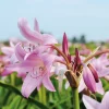 Blumenzwiebeln Hakenlilie