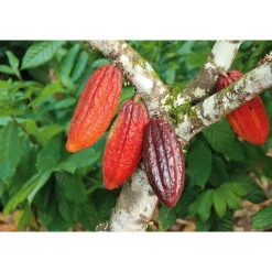 Bonnat Cacao real del Xoconuzco