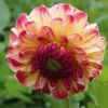 Dahlie 'Kaiser Wilhelm'