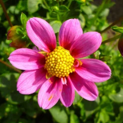 Dahlienmischung Bienenweide