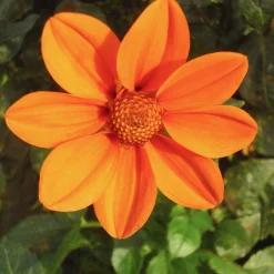 Dahlienmischung Bienenweide